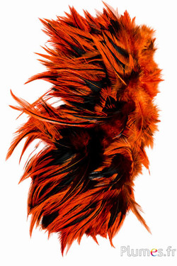 Haan - 10-15 cm -  oranje